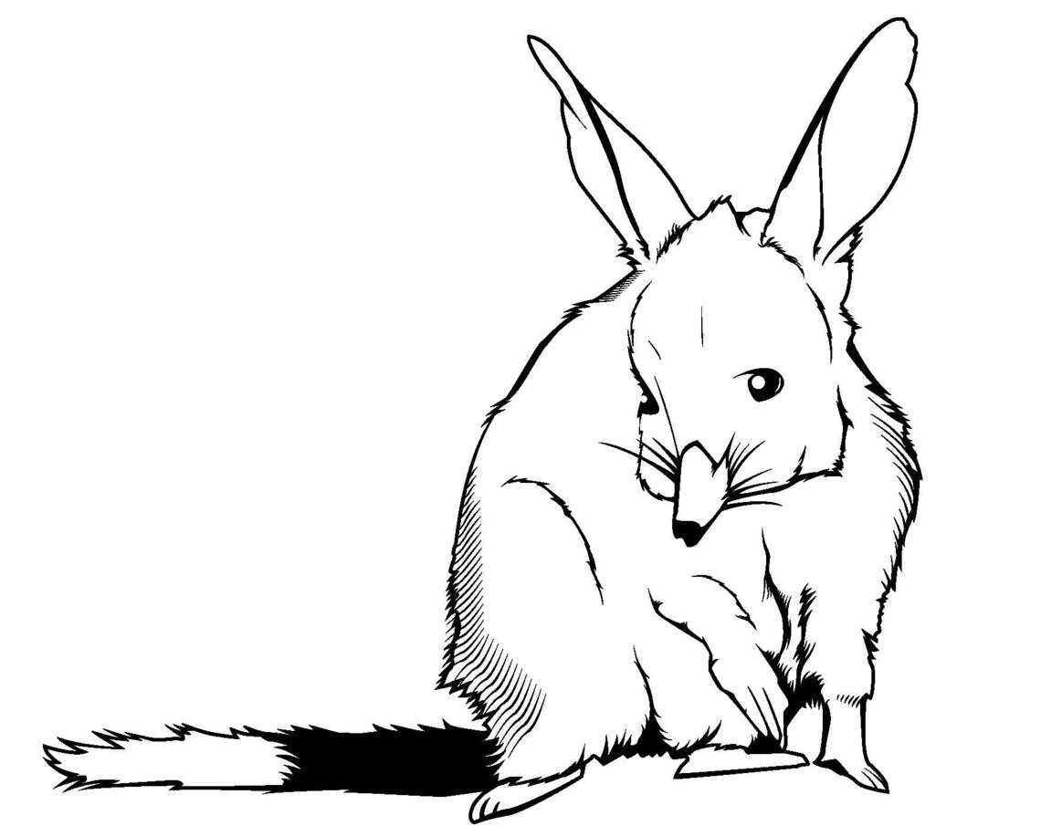 Bilby 2024