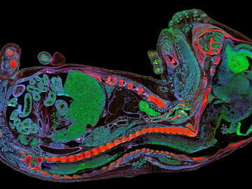 Rat Embryo