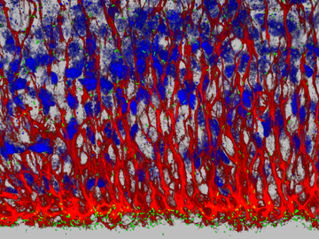 Bergmann glia