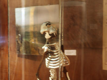 Lucy Reconstructed at the Museum, Addis Ababa