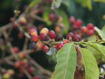 Coffee