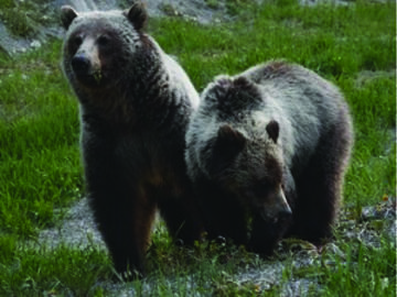 About_Bears