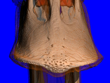 Duck Beak