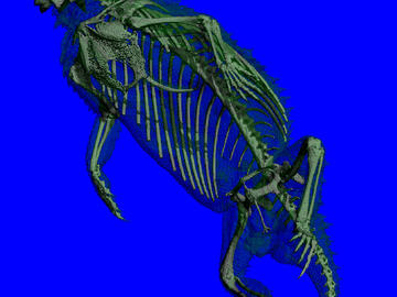 Lizard