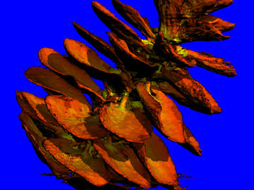 Pinecone