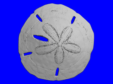 Sand Dollar