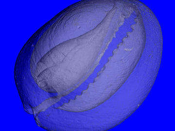 Seashell (50µm)