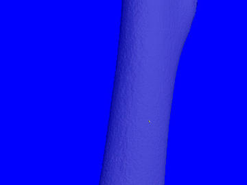Mouse Femur