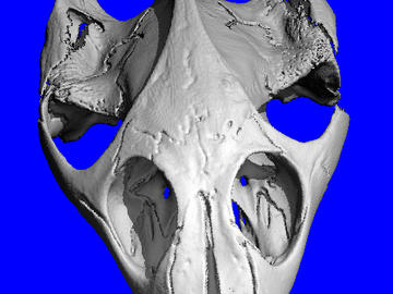 Turtle Skull (60µm)