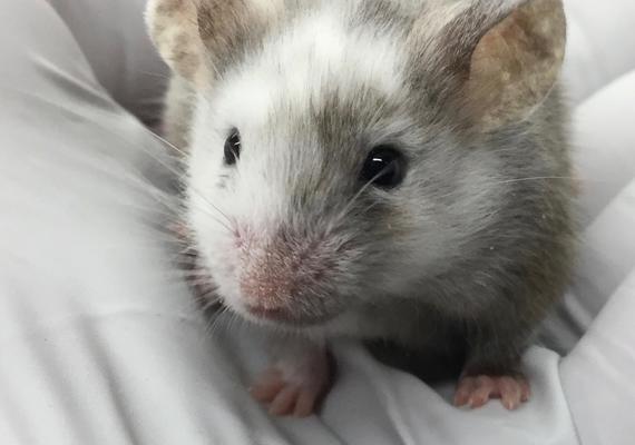 Chimeric mouse