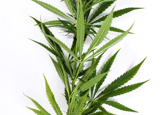 Leaf
