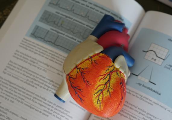 heart model on top of a textbook
