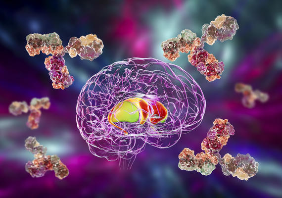 Coloured image of brain