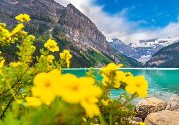 Yellow Flowers are in the foreground with Rocky Mountains and a turquoise lake in the backgro