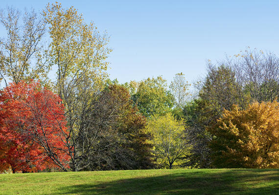 various trees