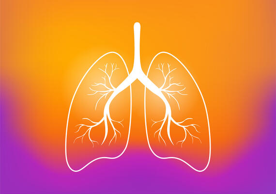 lungs