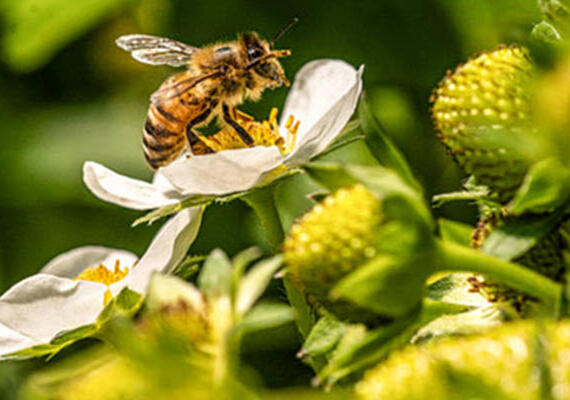 Anaphylaxis 7