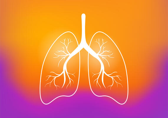 iStock Lungs