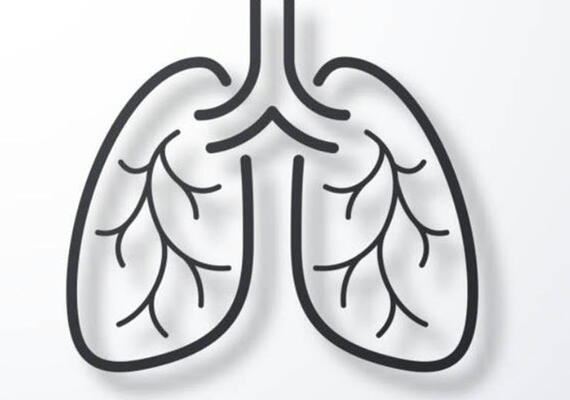 Lungs 7