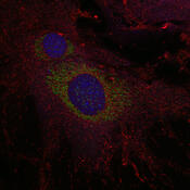 cell3