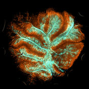 Mouse Cerebelum