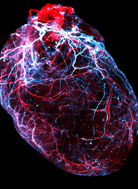 Mouse Heart