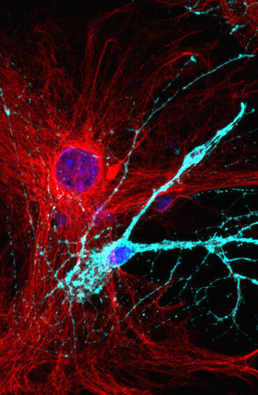 cell astro
