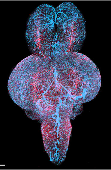 Cleared Zebrafish Lightsheet