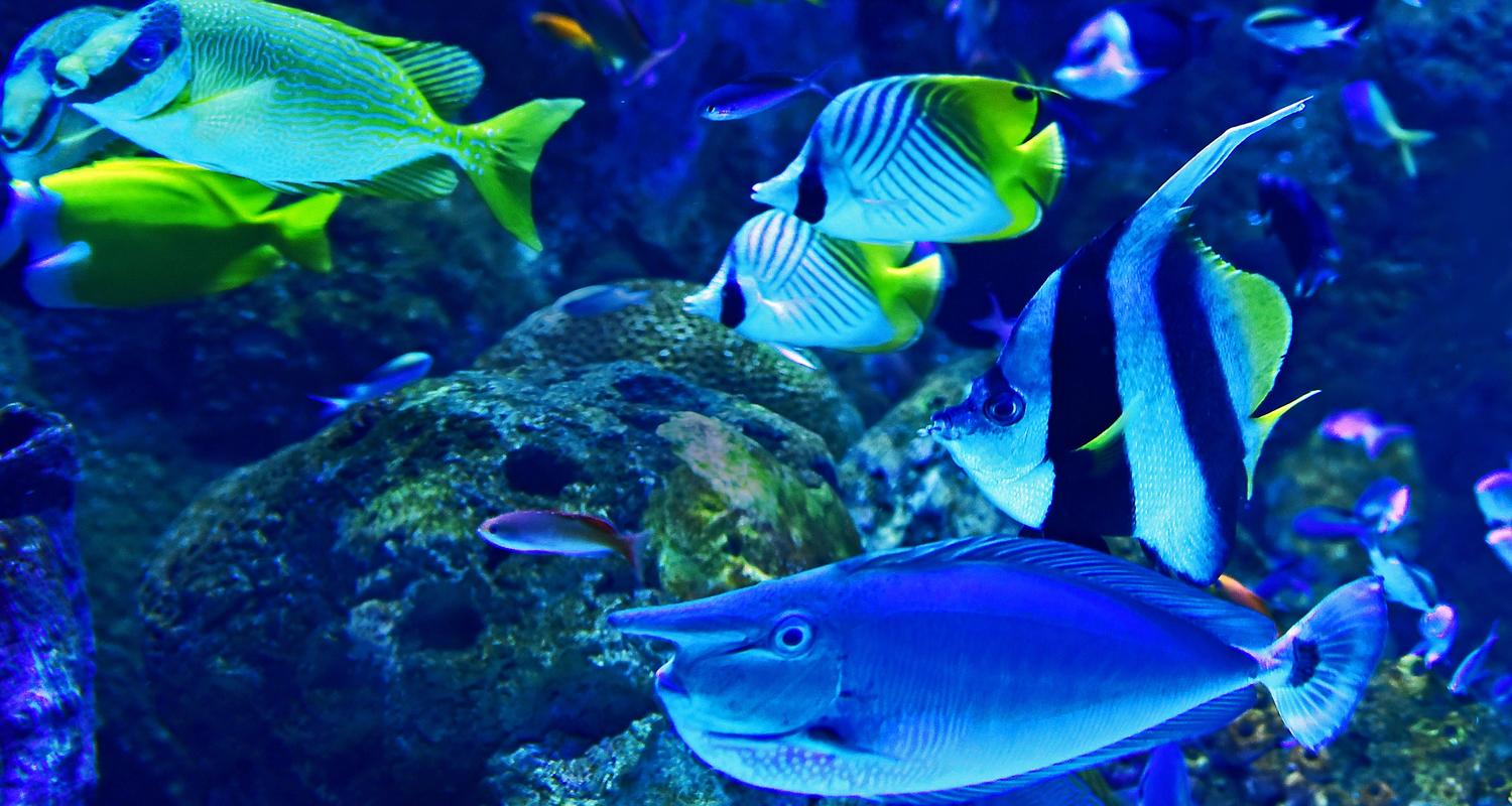 Fish