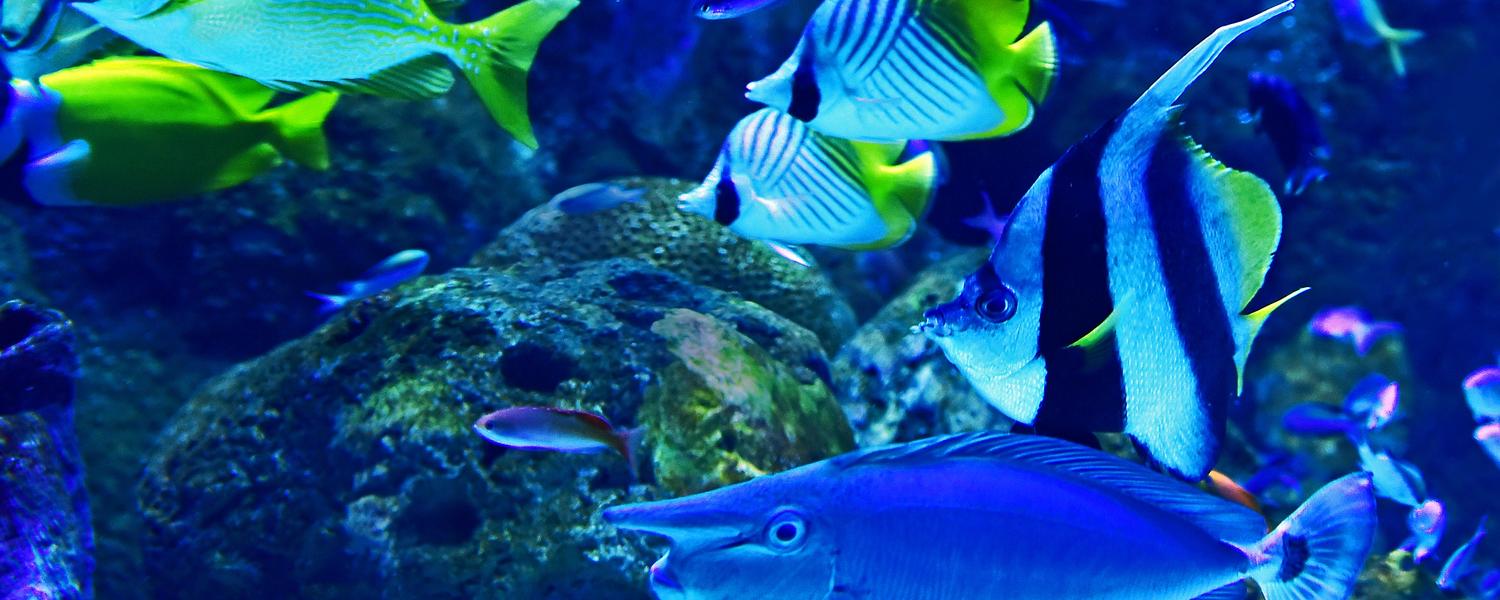 Fish