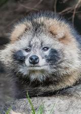 tanuki