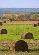 Rural Medicine