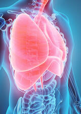 3D illustration of respiratory system