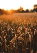 Field of wheat