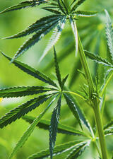 drug testing at acft