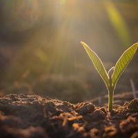 Sapling growing in soil
