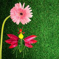 Pink carnation, dragonfly flower on grass background