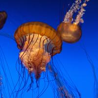 Jellyfish