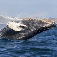whale