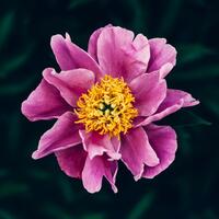 A violet flower with yellow pistil