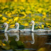 Swans swimming on a pond