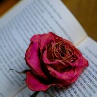 Rose on a book