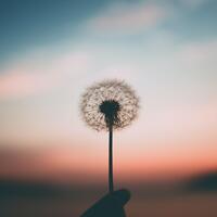 Dandelion with setting sky background