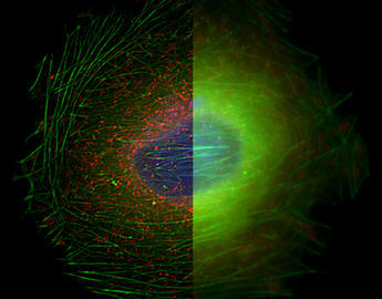 Huygens cell