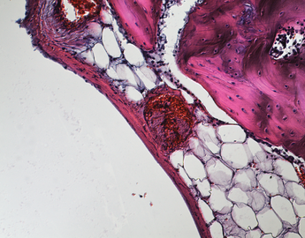 Histology
