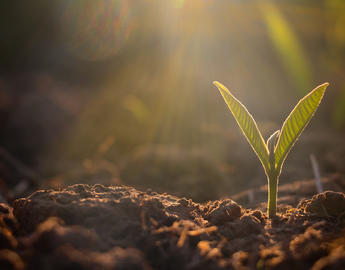 Plant sapling growing