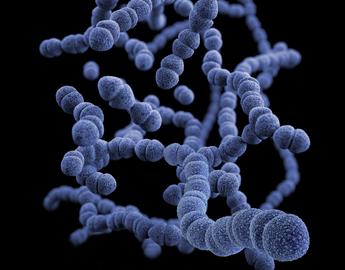 Bacteria
