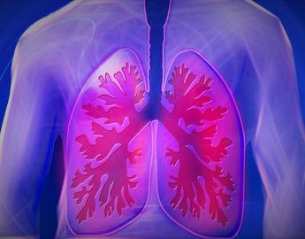 Lungs