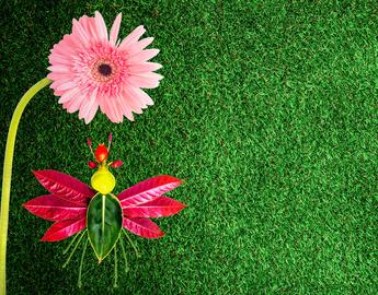 Carnation flower and insect flower on grass