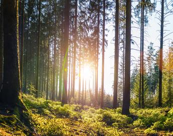 Sun shining through woods